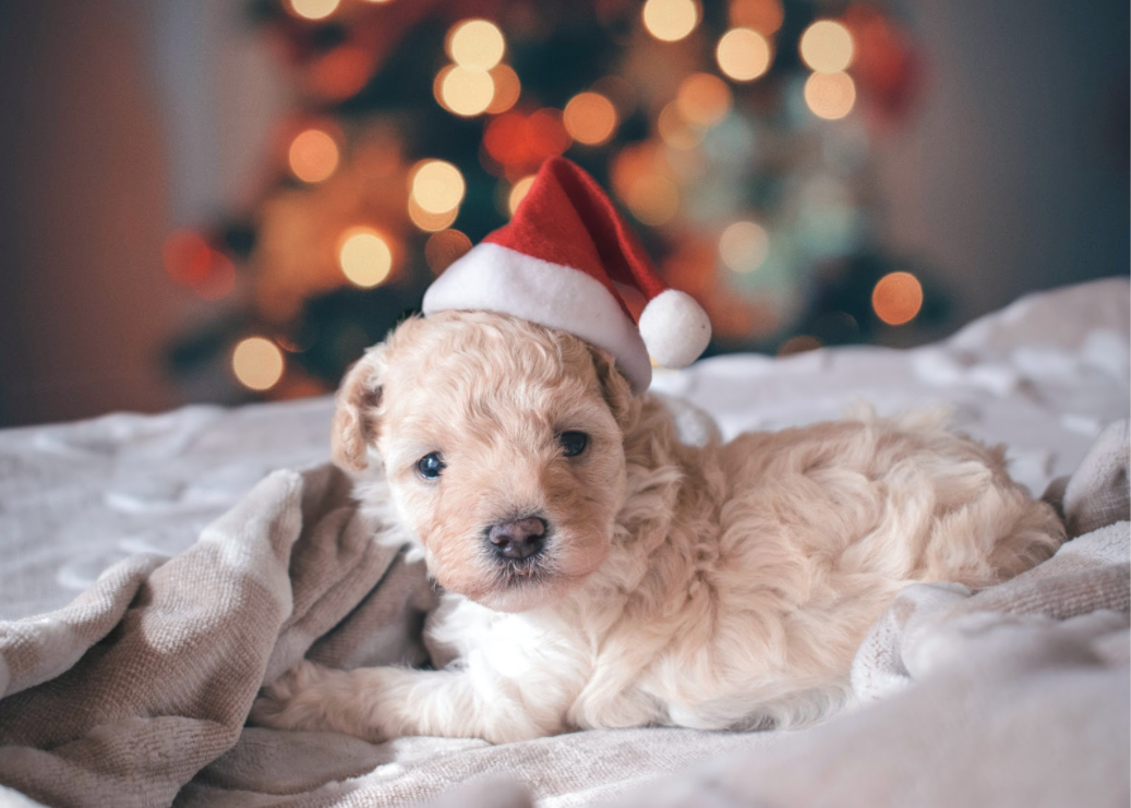 best-christmas-gifts-for-pets